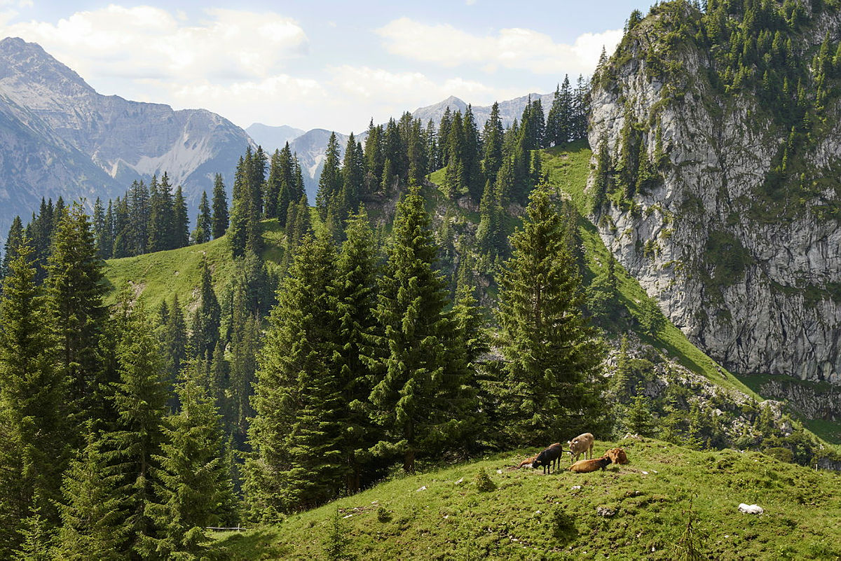 Alpine landscape with meadows, trees and mountains.